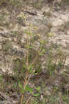 Dogtongue buckwheat